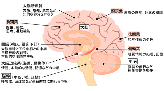 脳の部位と役割